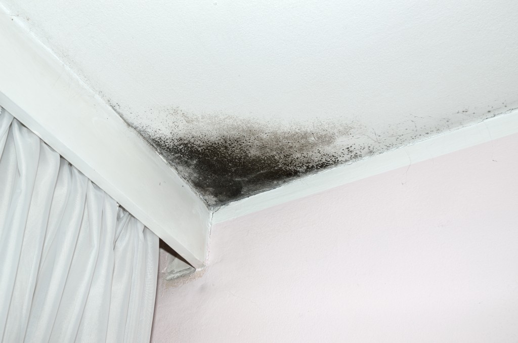 Mold On My Living Room Ceiling