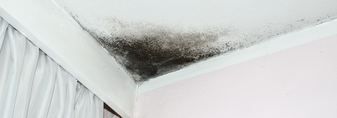 Getting Rid Of Mold On Your Ceiling In 3 Steps Repcolite