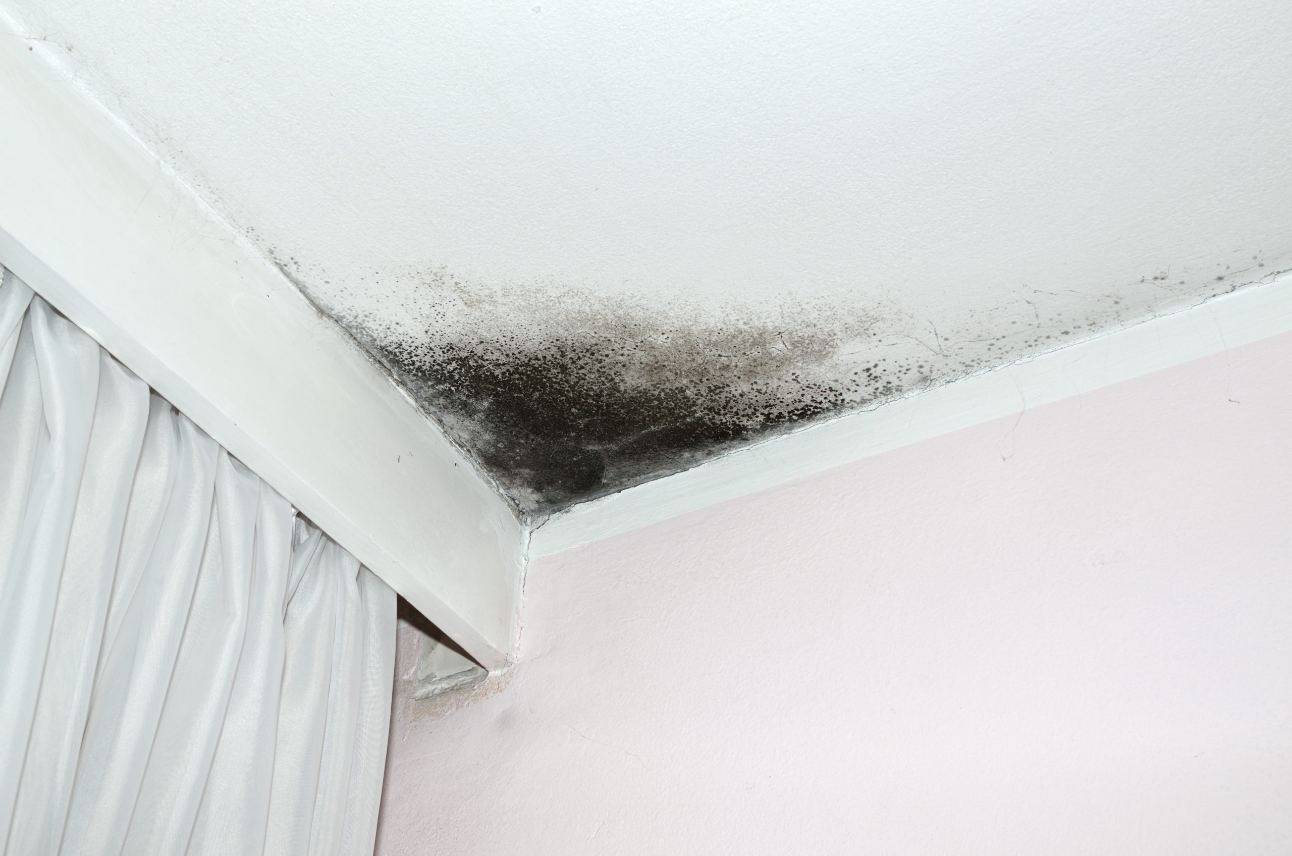 Getting Rid Of Mold On Your Ceiling In 3 Steps RepcoLite Paints